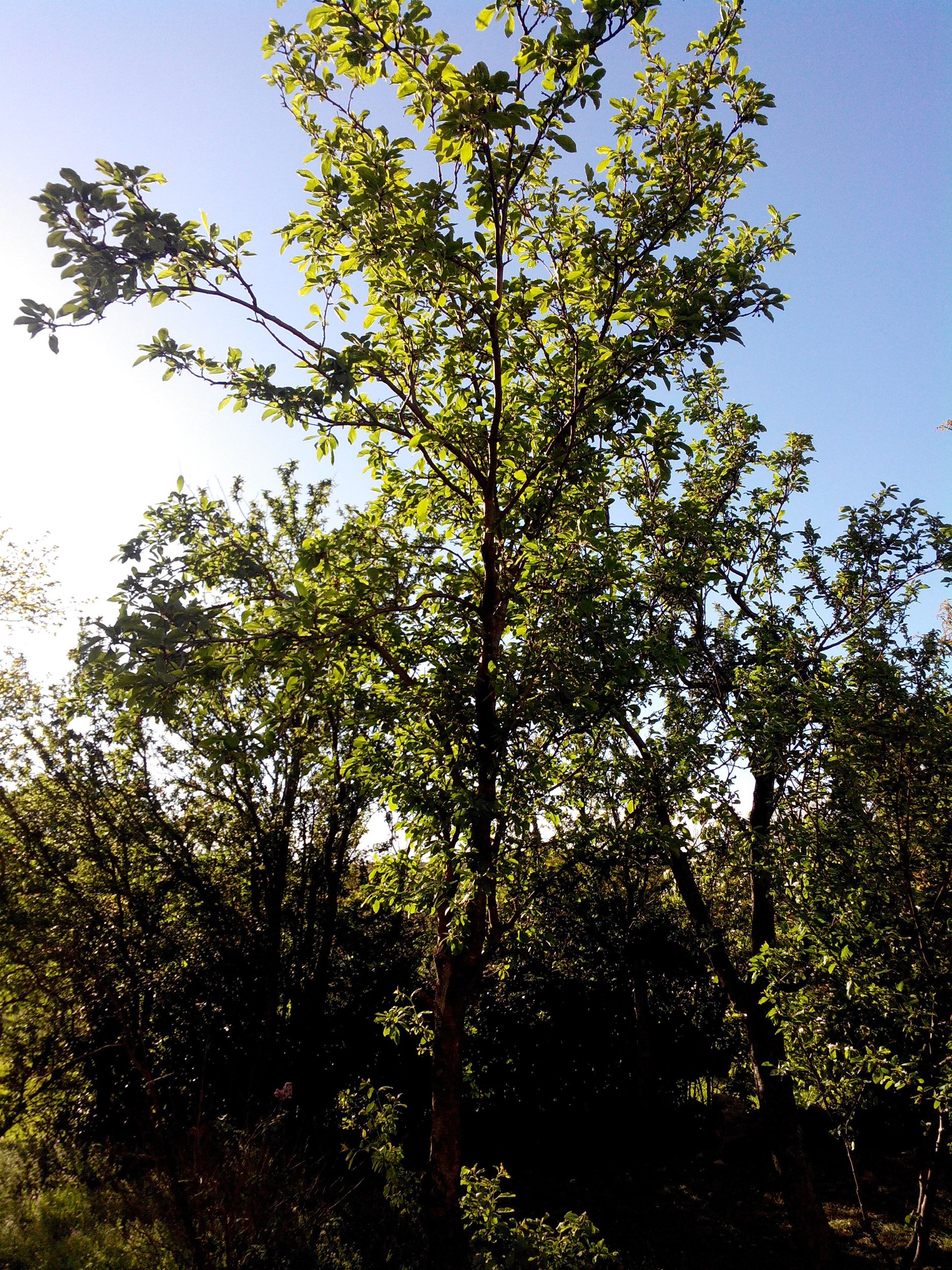 IMG 20160415 173803 1